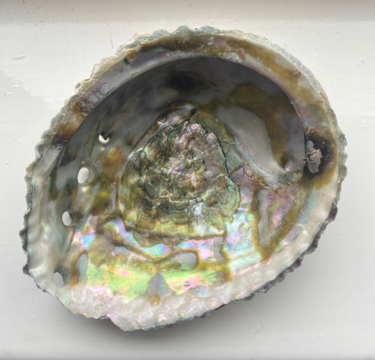 Abalone Shell - Large