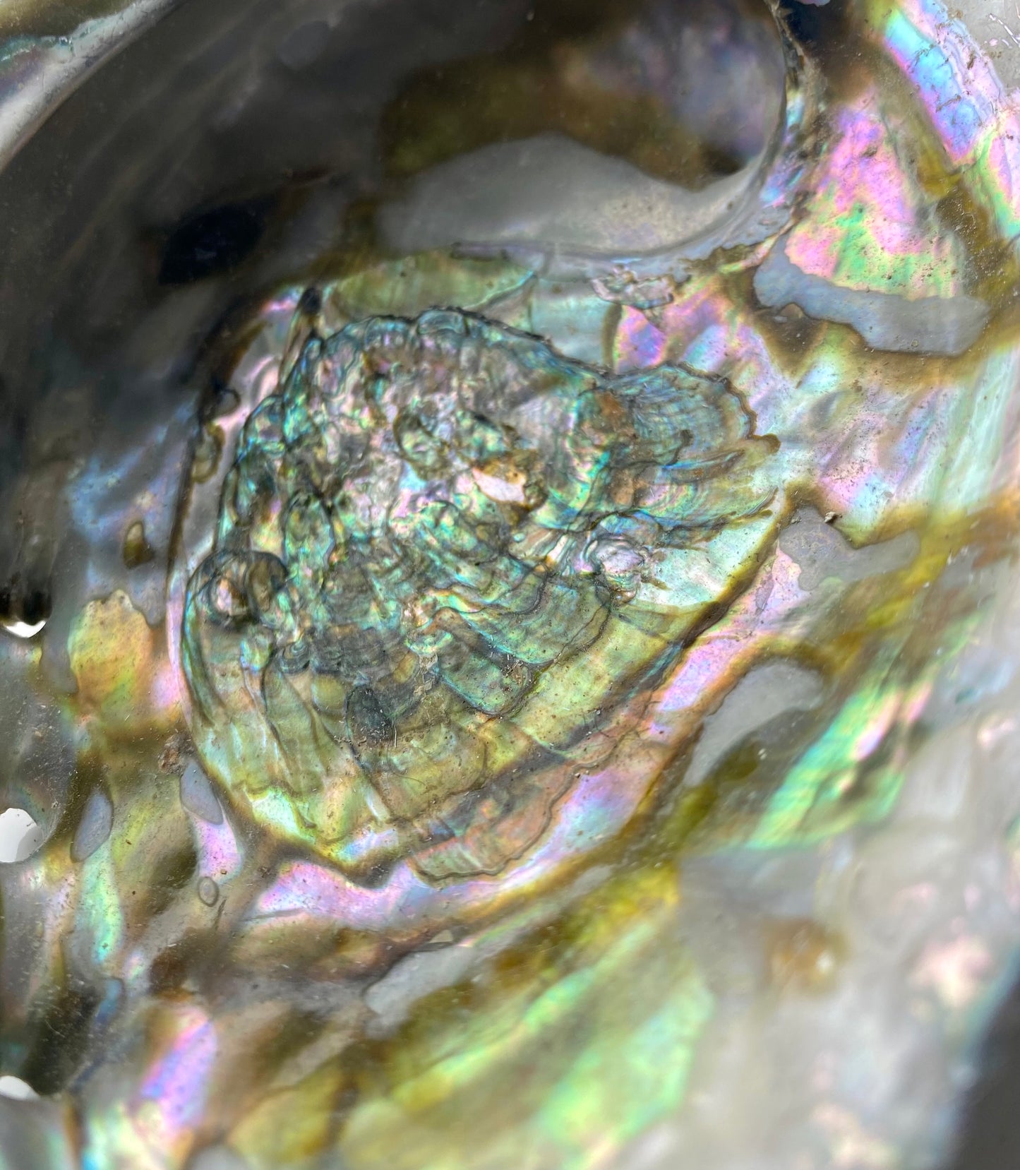 Abalone Shell - Large