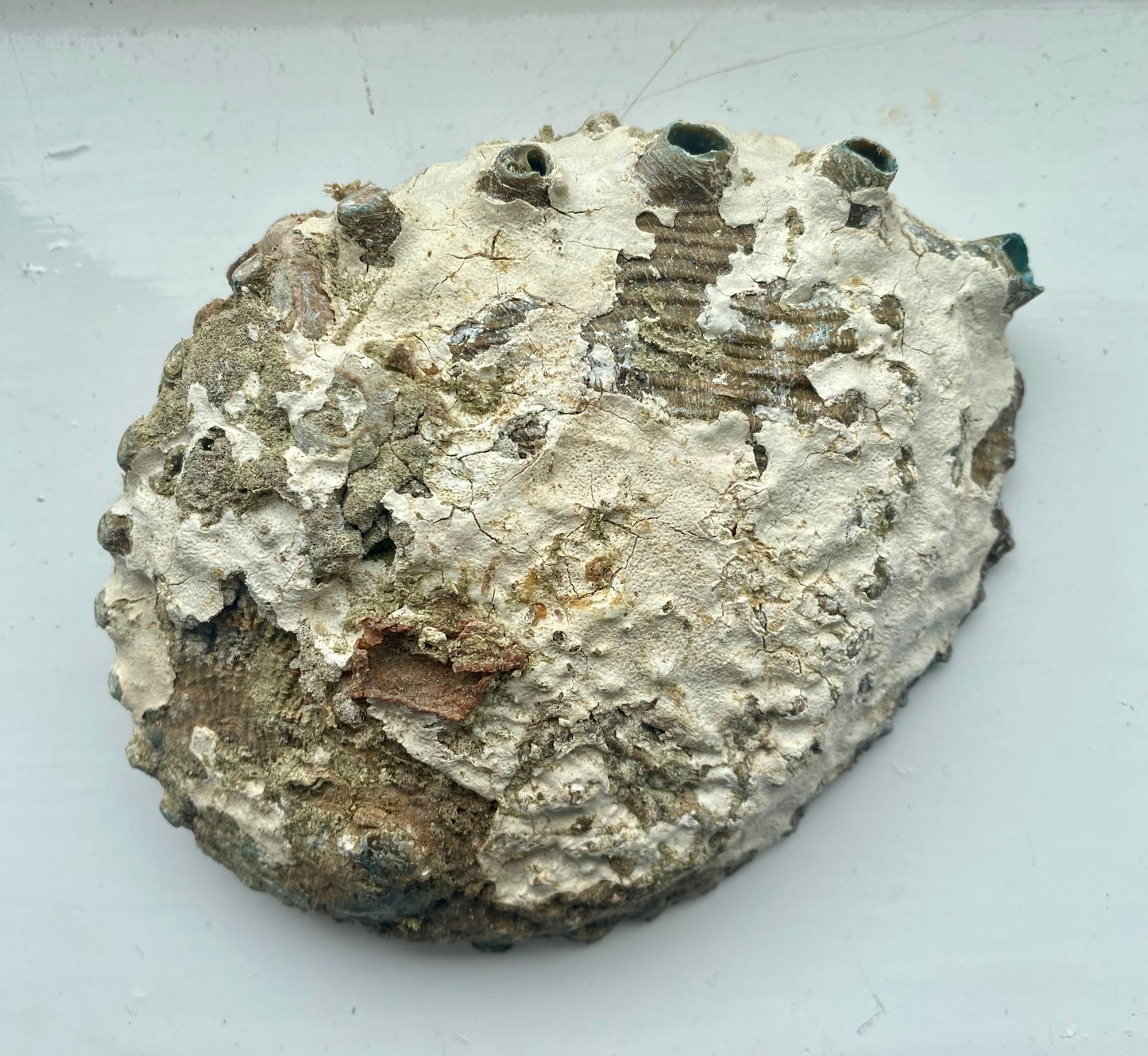 Abalone Shell - Large