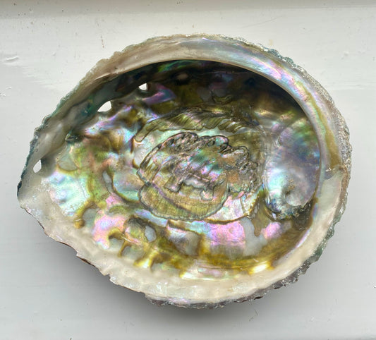 Abalone Shell - Large