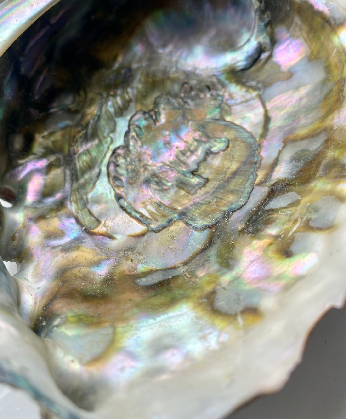 Abalone Shell - Large